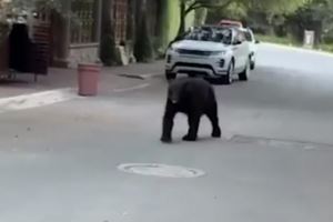 熊出没!太阳报:前马竞前锋科雷亚抱女儿出门,遇到一只熊 熊出没!太阳报:前马竞前锋科雷亚抱女儿出门,遇到一只熊